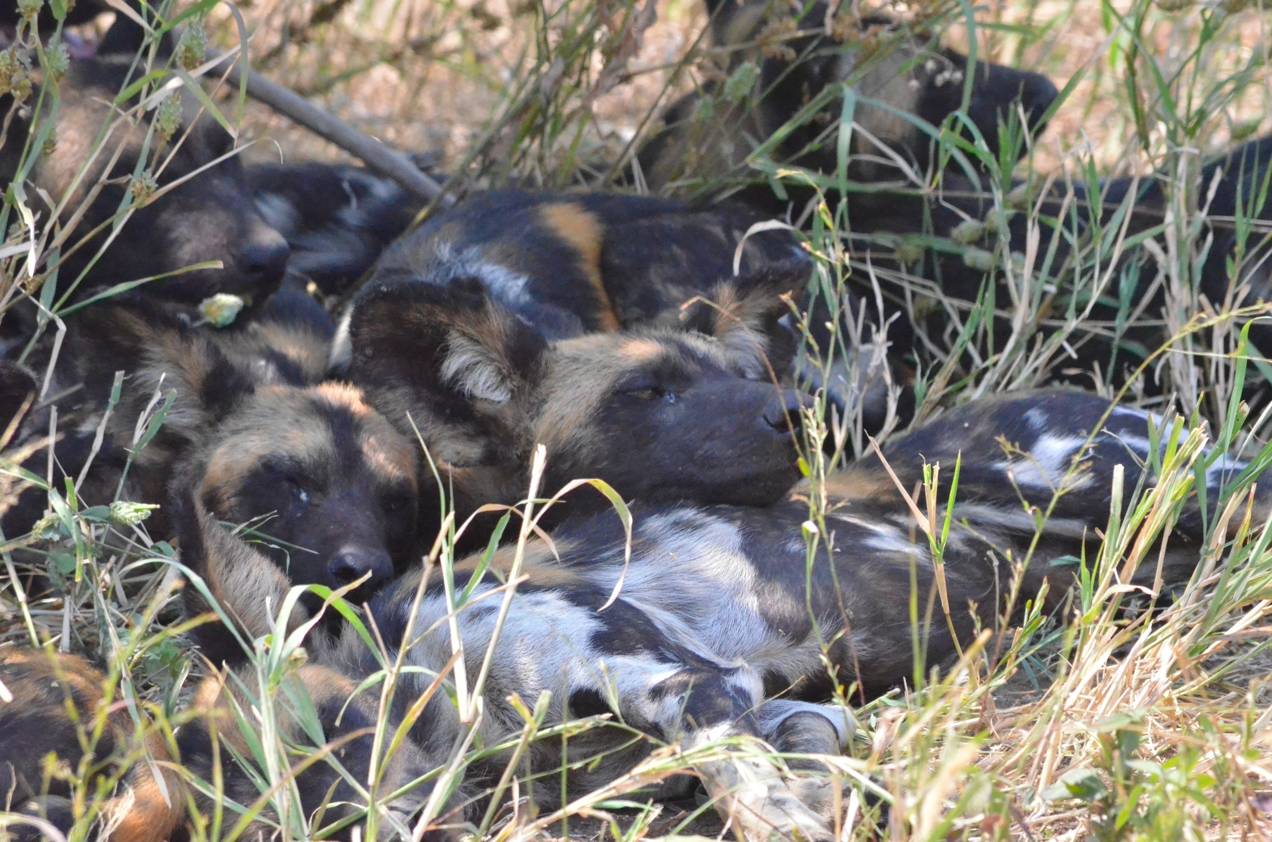 group of wild dogs napping under a tree