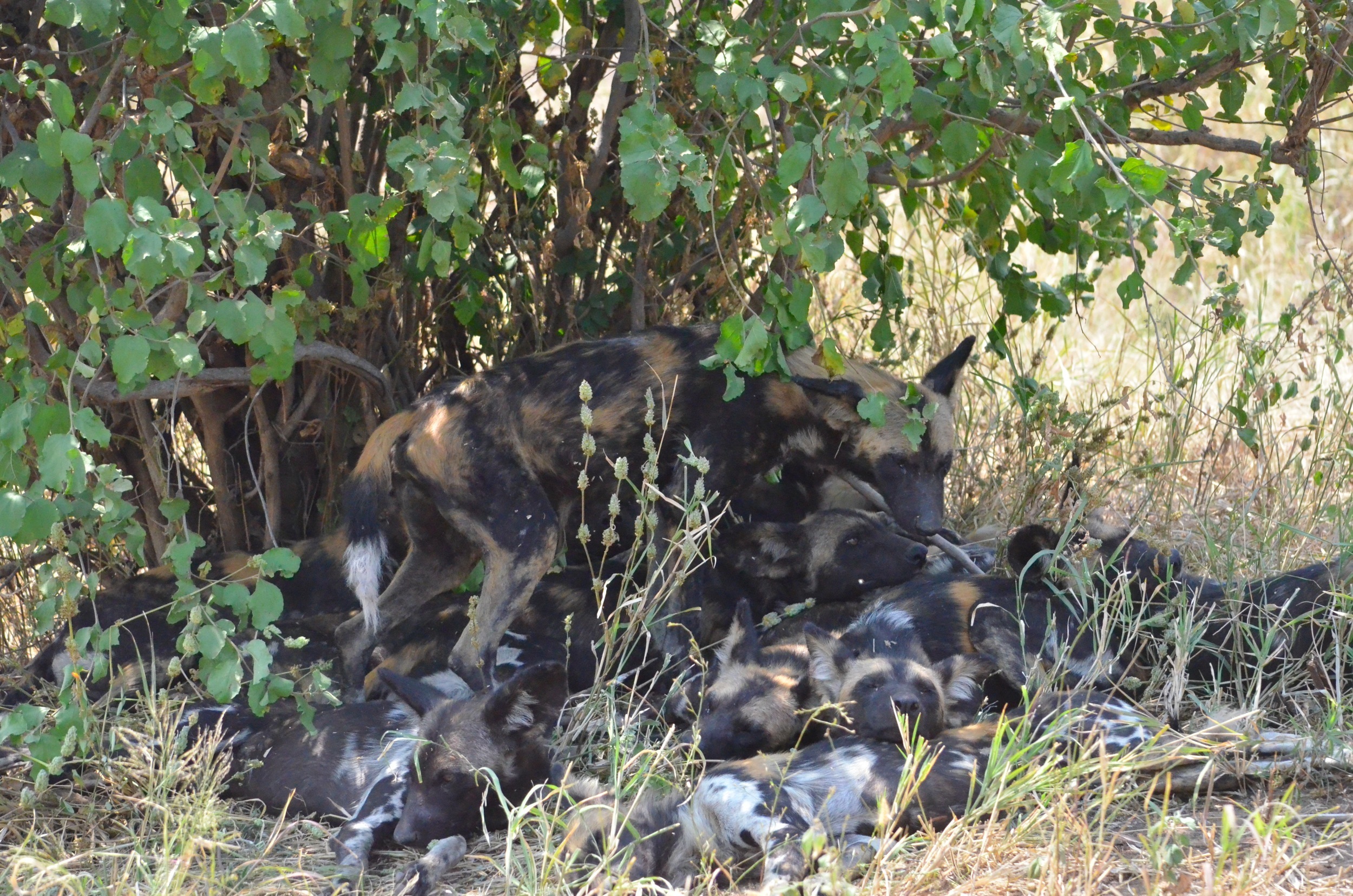 group of wild dogs napping under a tree