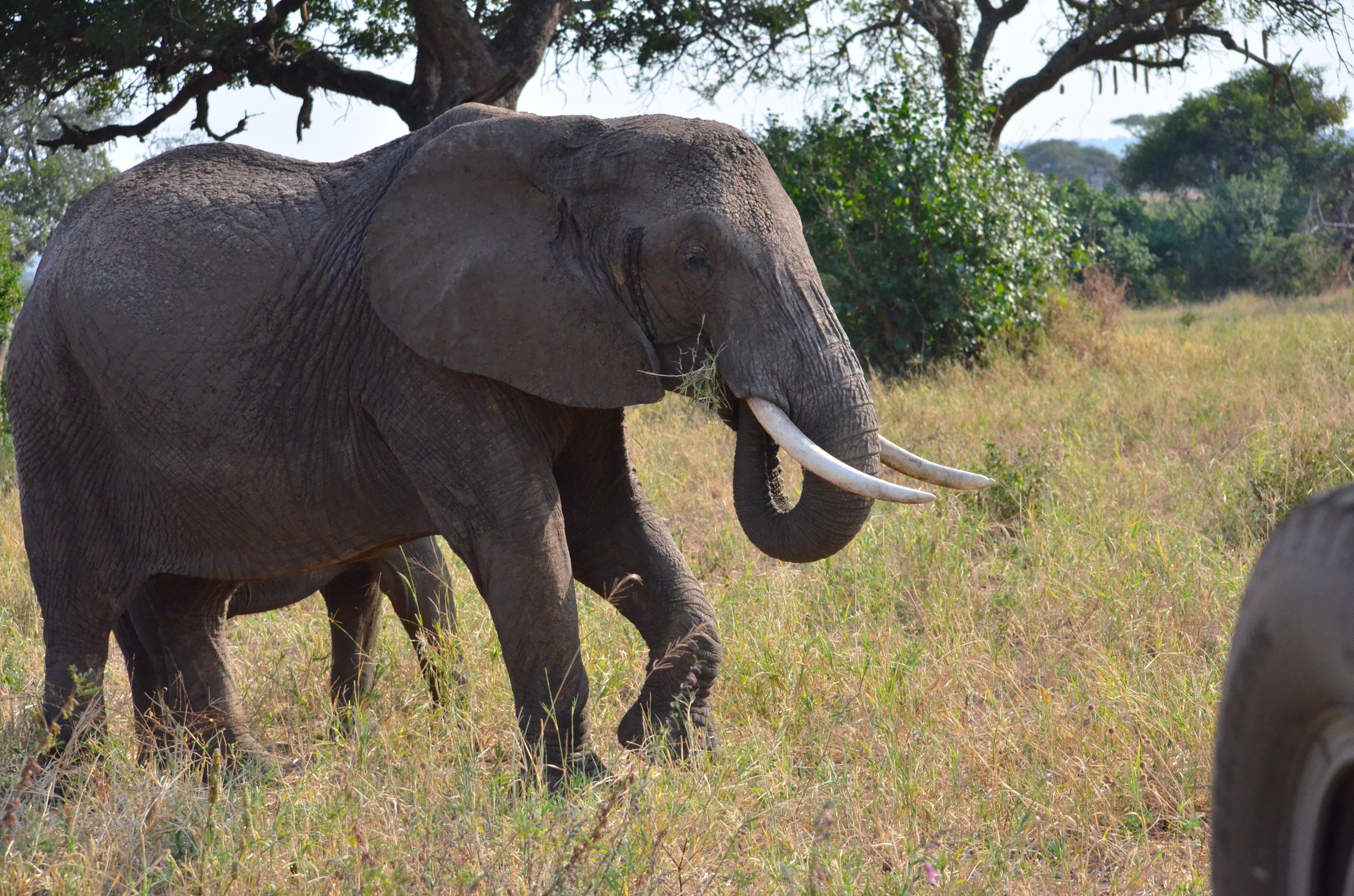 large elephant with tusks walking