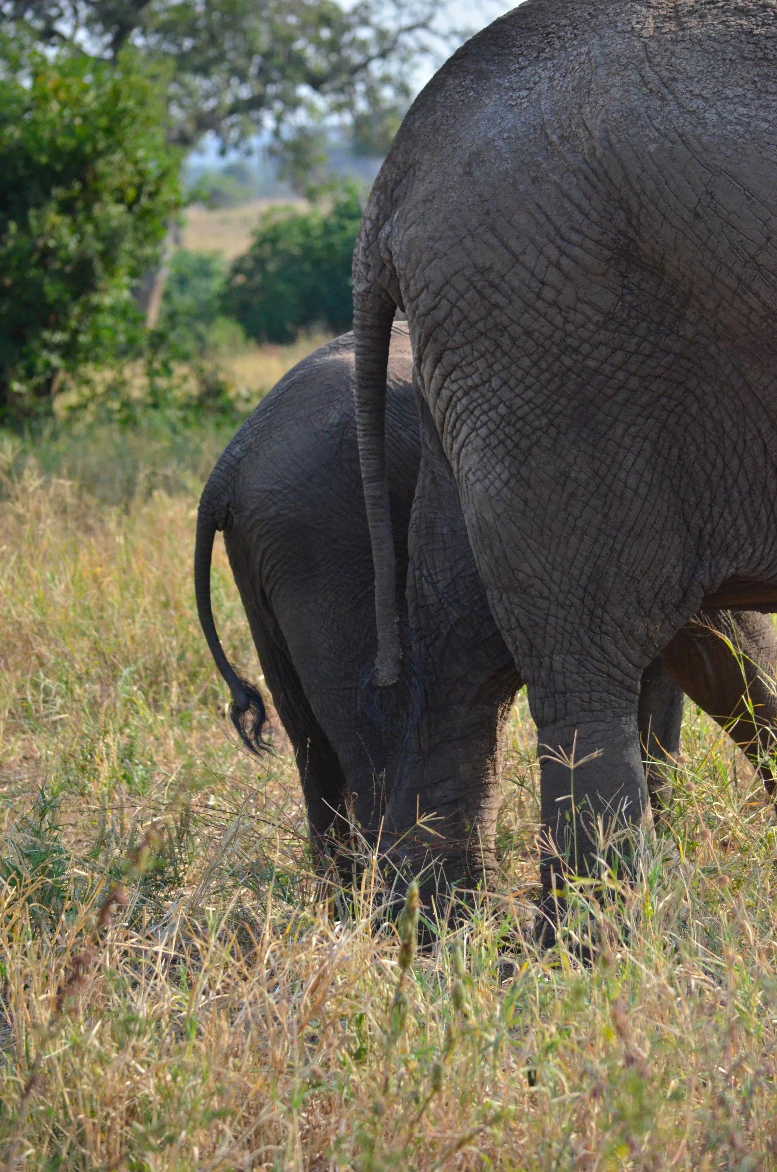hind end of a momma elephant and her baby